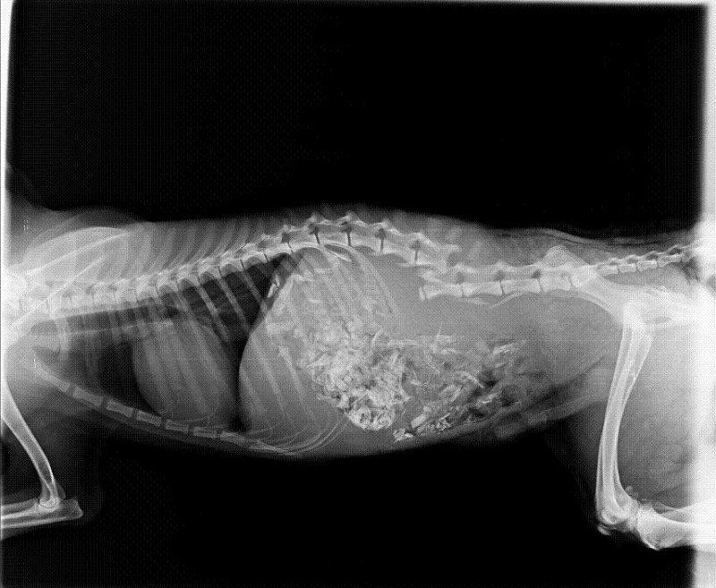 Radiografía de un zorro que ingresó en el Hospital de Fauna Salvaje de GREFA tras haber sido arrollado por un vehículo. Como puede apreciarse el accidente le ocasionó fractura de la columna vertebral.