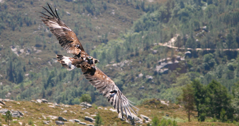 El águila real "Eufemia" en vuelo tras su segunda liberación en 2009, con el emisor que porta a la vista. Esta foto fue portada de "Faro de Vigo" y la noticia de la liberación salió en medios como la Televisión de Galicia (TVG).