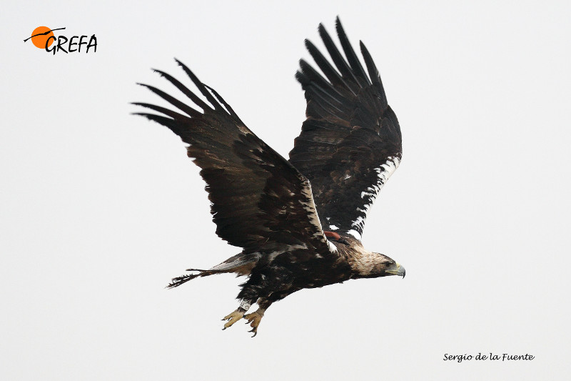 Águila imperial en vuelo, con emisor GPS y anilla visibles. Foto: Sergio de la Fuente / GREFA.