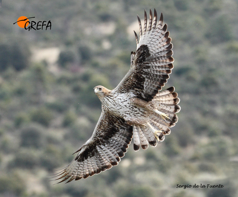 Águila de Bonelli en vuelo. Foto: Sergio de la Fuente / GREFA.