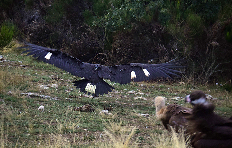 "Cid" instantes después de ser liberado en la Sierra de la Demanda el pasado otoño. Se aprecia su marcaje con plumas decoloradas en alas y cola.