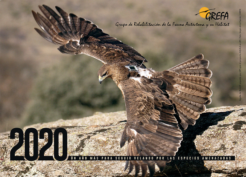Portada del Calendario 2020 de GREFA, con una fotografía de nuestro compañero Sergio de la Fuente que muestra a un águila de Bonelli seguida por GPS por el proyecto AQUILA a-LIFE.