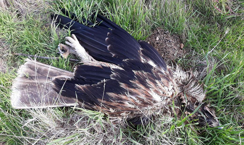 Cadáver de águila imperial hallada recientemente bajo un apoyo eléctrico en Madrigal de las Altas Torres (Ávila).
