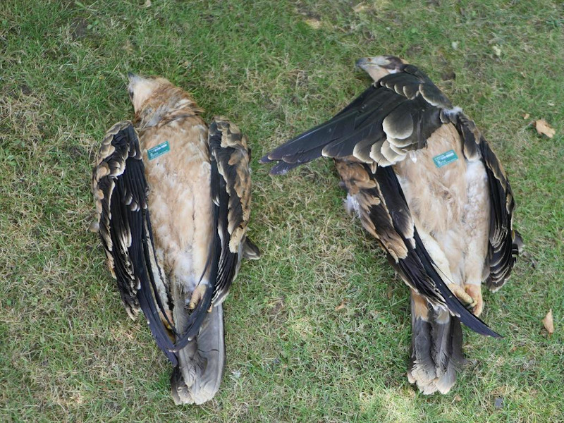 Dos juveniles de águila imperial de un mismo nido electrocutados en Bercial de Zapardiel (Ávila) en 2019.