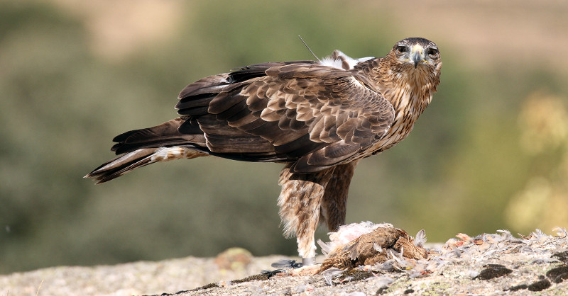 Águila de Bonelli marcada con GPS para su seguimiento en el hábitat natural de la especie.