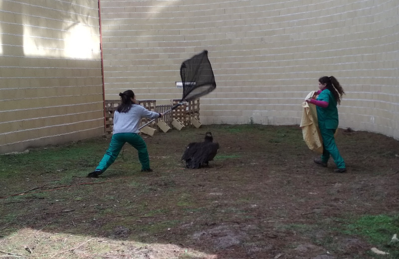 Dos alumnas participan en una práctica de captura de fauna salvaje con un buitre negro de nuestro centro.