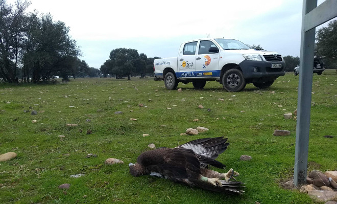 Un águila de Bonelli seguida por GPS yace electrocutada al pie de un tendido eléctrico de la provincia de Toledo, tras ser localizada por el Equipo Tendidos de AQUILA a-LIFE.