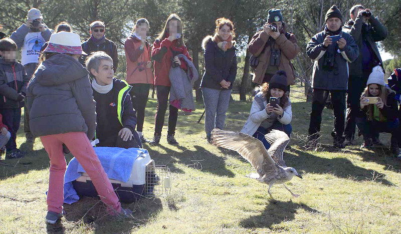 Momento de la suelta de una de las gaviotas sombrías liberadas en el Parque Polvoranca (Leganes, Madrid).