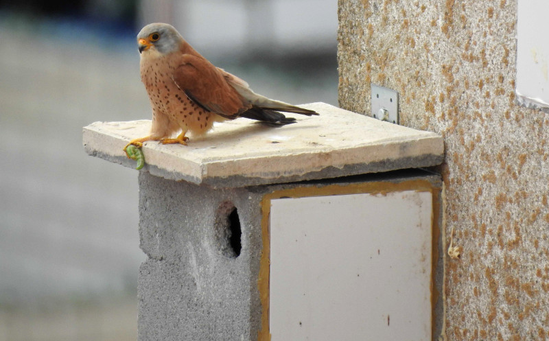 Macho de cernícalo primilla sobre una caja nido para esta especie instalada en un silo agrícola.
