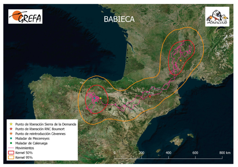 Movimientos de "Babieca" durante junio de 2019. La línea amarilla delimita el área de campeo (Kernel 95%) y la roja el área vital (Kernel 50%).