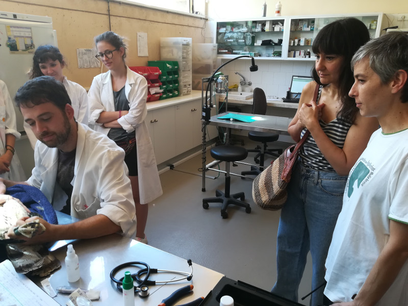 Eva Amaral visita la enfermería de GREFA en el momento de la revisión de un águila de Bonelli.