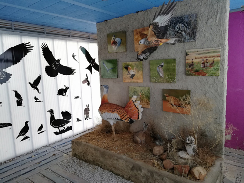 Espacio expositivo del Centro de Interpretación de Villalar dedicado a la fauna salvaje de las estepas cerealistas.