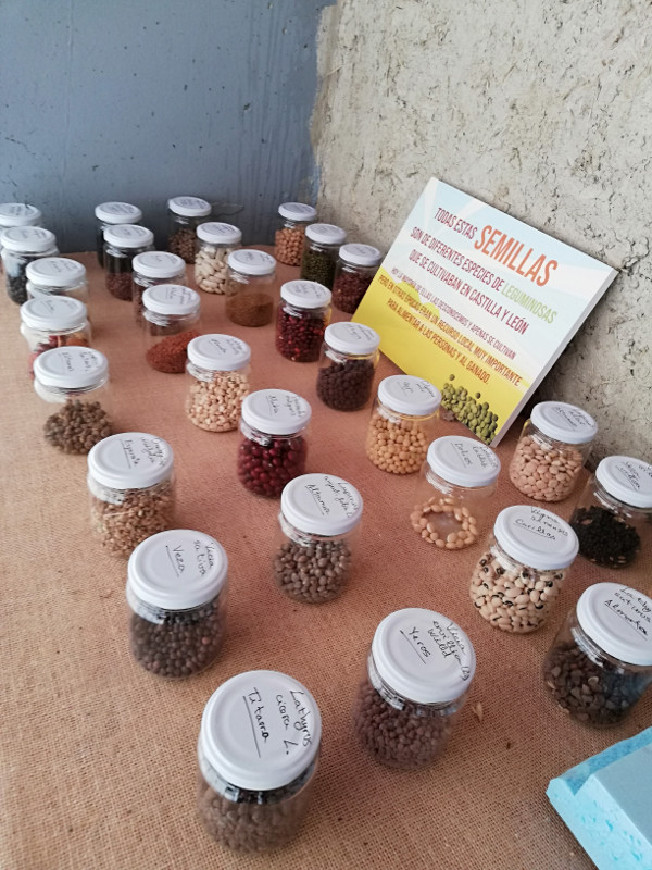 Colección de semillas de leguminosas en el Centro de Interpretación de Villalar.