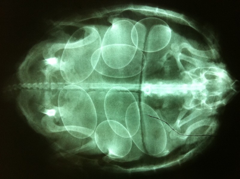 Radiografía de una hembra grávida de galápago europeo, en la que se cuentan ocho huevos.