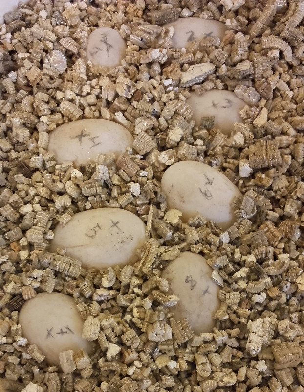 Huevos de la primera puesta de galápago europeo de la temporada en nuestro centro, ya desplazados a la incubadora.