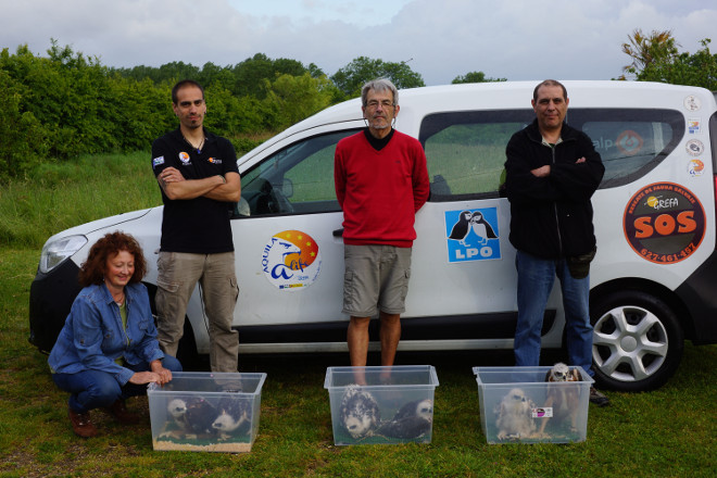 Miembros de GREFA y UFCS-LPO, en el centro de cría de Vendée (Francia), con las águilas de Bonelli destinadas al proyecto AQUILA a-LIFE.
