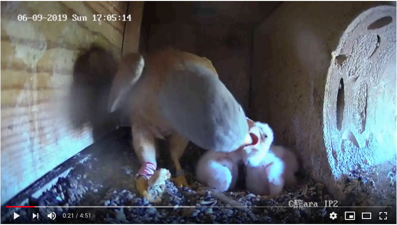 En esta captura de vídeo, el macho de cernícalo primilla alimenta a sus crías con un saltamontes.
