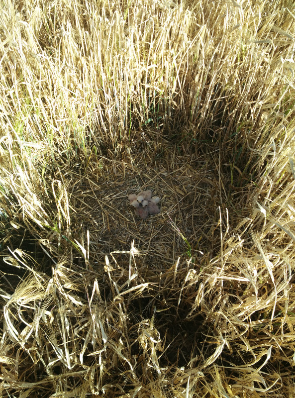Otro nido de aguilucho cenizo, con tres pollos recién nacidos y dos huevos por eclosionar.