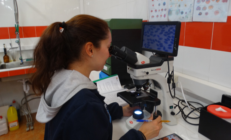 La voluntaria Diana, una bióloga que colabora en el laboratorio del hospital de fauna de GREFA, mira unas muestras con microspopio.