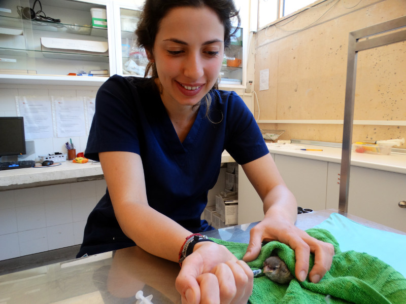 Sara, estudiante de veterinaria italiana que está realizando una estancia con nosotros de tres meses, atiende a un gorrión con el pico fracturado.