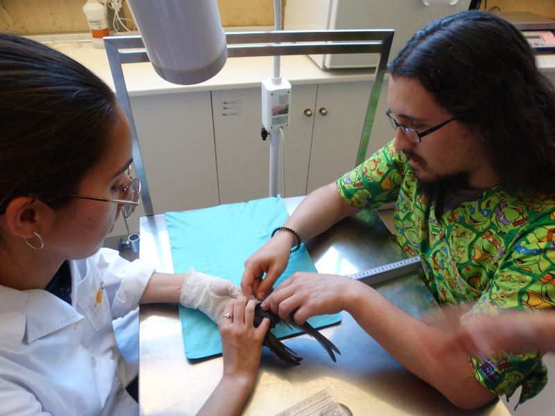 Dani y Arantxa, estudiantes de veterinaria, aplican fisioterapia a un vencejo.