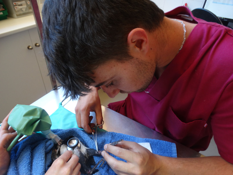 Dani, voluntario de enfermería, sutura una herida de una urraca bajo anestesia.