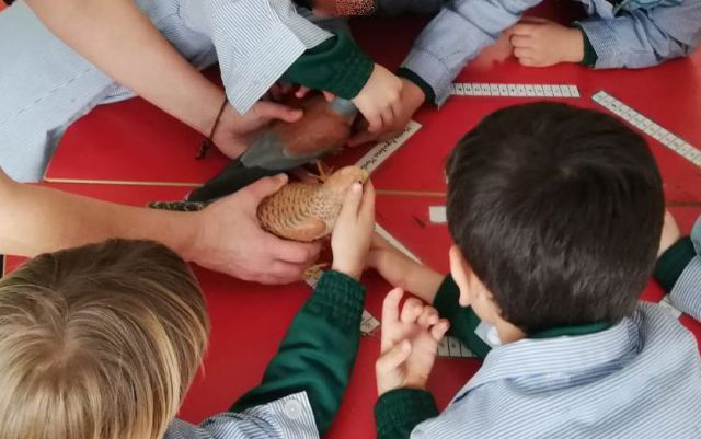 Alumnos de educación infantil juegan y aprenden con réplicas de una pareja de cernícalo primilla.