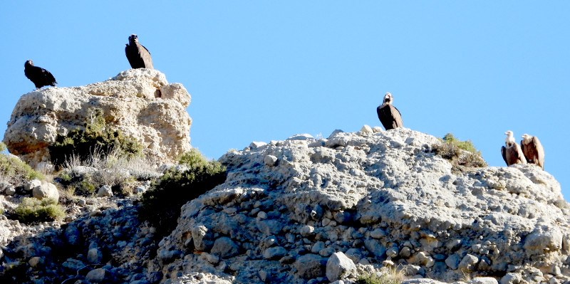 Buitres negros posados en un risco de la reserva de Boumort (Lleida), junto con dos buitres leonados (a la derecha).
