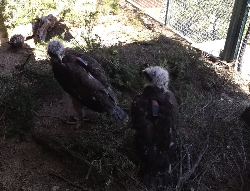 Dos de las águilas de Bonelli reintroducidas hoy, con el emisor GPS que llevan al dorso visible.