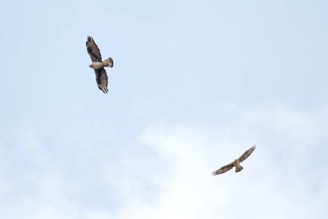 La pareja de águila de Bonelli formada por "Haza" y "Bélmez", en vuelo en la Comunidad de Madrid.