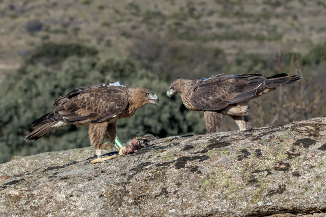La pareja de águila de Bonelli formada por "Alameda" y "Noalejo", posadas en un punto utilizado para el suministro de alimentación para estas aves en la Sierra Oeste de Madrid por parte del proyecto AQUILA a-LIFE. 