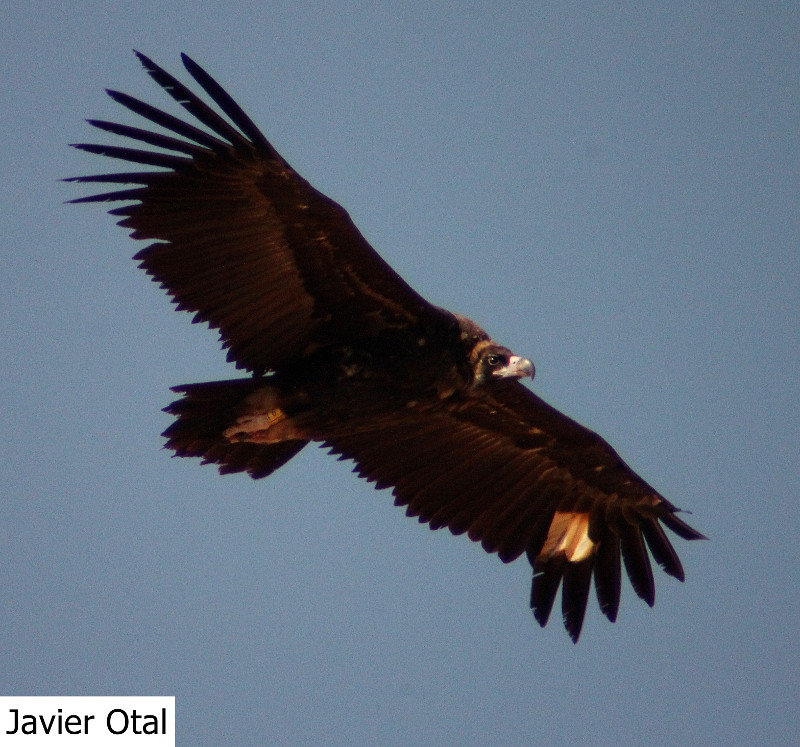 El buitre negro "Aramol", fotografiado mientras sobrevolaba el muladar de Mecerreyes (Burgos). Foto: Javier Otal.