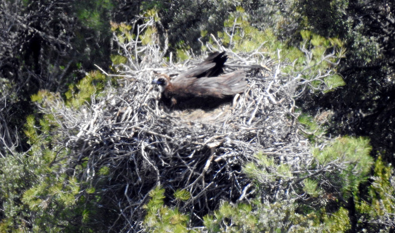 Un buitre negro de la colonia de Boumort (Lleida) incuba su huevo en la primavera de 2019. Foto: PRBNC.