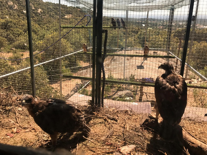 Siete de los pollos de águila de Bonelli introducidos en la jaula-hacking del Parque Regional de la Cuenca Alta del Manzanares, desde donde volaran libres en pocas semanas.