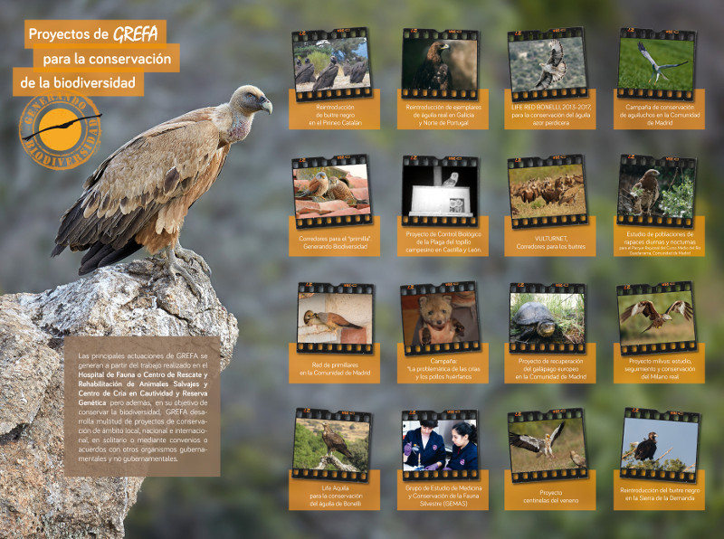Cartel que da a conocer los principales proyectos de GREFA con especies en su medio natural.