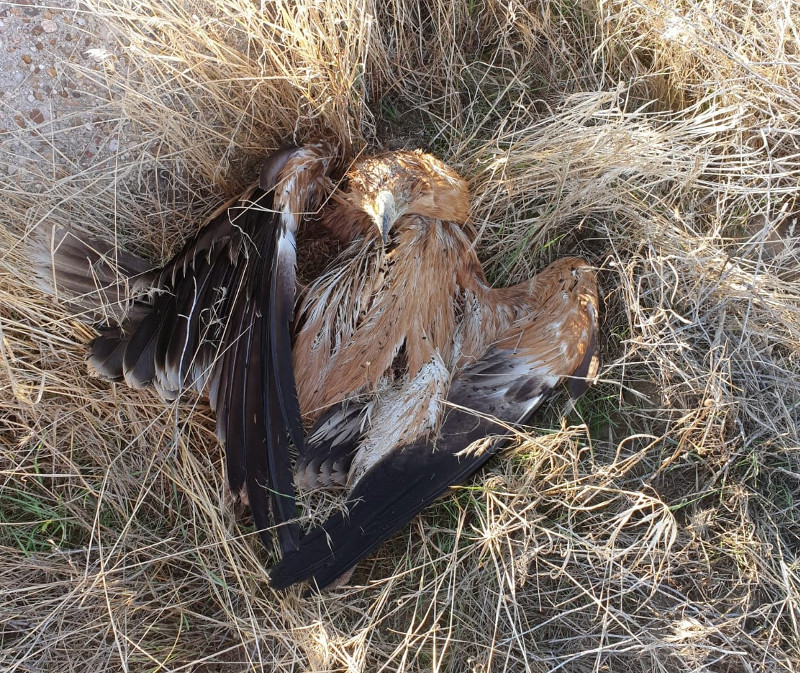 Águila imperial joven encontrada en septiembre de 2019 en Moraleja de Matacabras (Ávila), en el mismo poste donde había muerto otro ejemplar de la misma especie en noviembre de 2018.