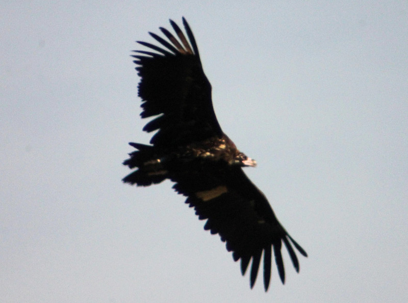 Buitre negro en vuelo ("Corleone") tras ser liberado ayer en la Sierra de la Demanda. Foto: Javier Otal.