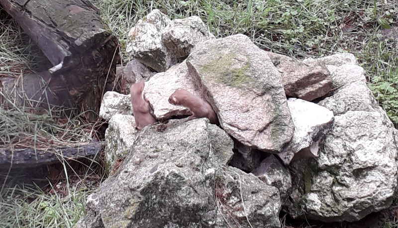 Dos de las crías de comadreja nacidas en nuestro centro se asoman entre unas rocas.