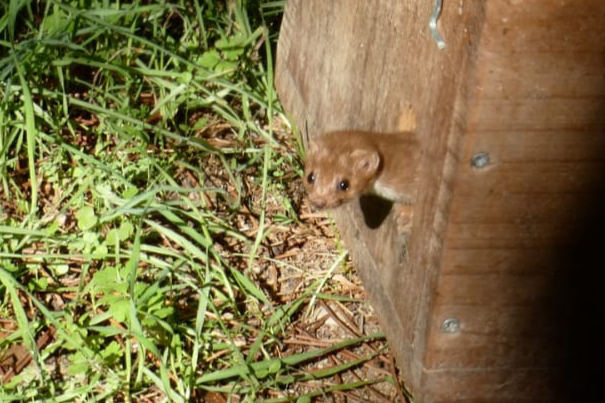 Nuestra hembra de comadreja reproductora sale de la caja nido que existe en el recinto donde vive.
