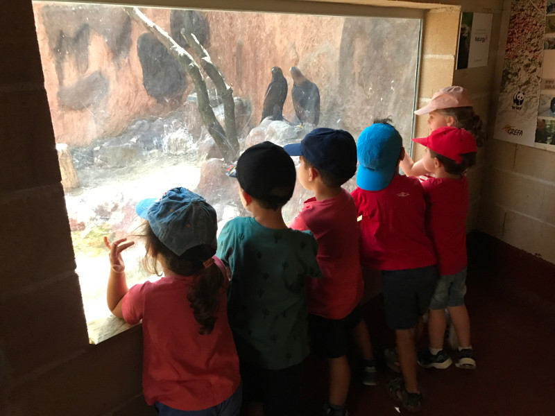 Varios niños miran por un cristal espía al interior del recinto de las grandes águilas del centro "Naturaleza Viva".
