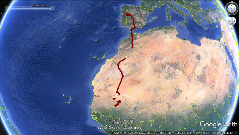 Migración del alimoche "Rubiá" en 2019 de España a África.