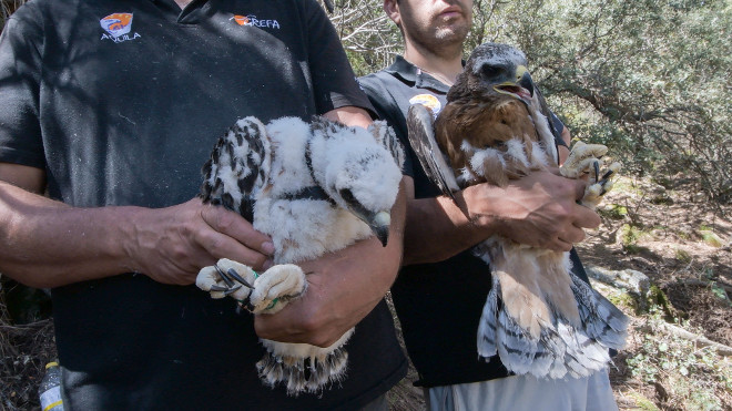 Tierra de Campos, lugar de encuentro de dos águilas de Bonelli nacidas en 2019 y seguidas gracias al GPS por AQUILA a-LIFE