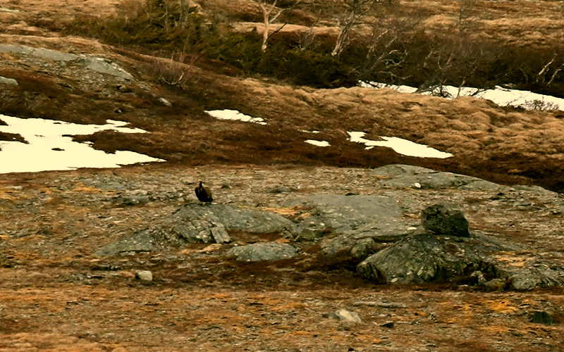 "Brínzola" fotografiada en Noruega tras horas de búsqueda en un vasto territorio. Foto: Eric Bangjord.