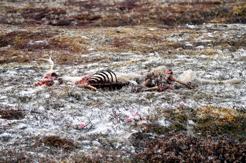 Restos de un reno consumido por "Brínzola" en Noruega. Foto: Eric Bangjord.