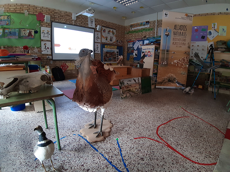 Réplicas a tamaño natural de aves esteparias en el colegio San Agustín (Fuentes de Nava, Palencia).