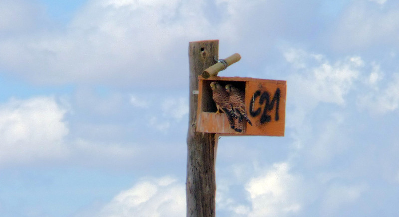Volantones de cernícalo vulgar a la entrada de un nidal, aguardando la ceba de sus padres, en Autillo de Campos (Palencia).