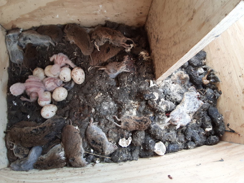 Pollos y huevos de lechuza rodeados de topillos capturados por sus padres, en el interior de una caja nido de Frechilla (Palencia).