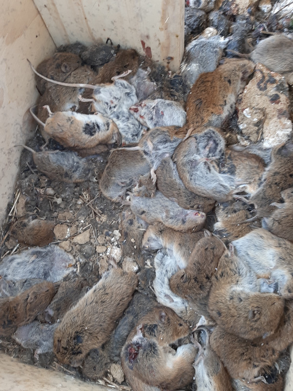 Caja nido en Frechilla (Palencia) abarrotada de topillos cazados por un macho de lechuza, ofrecidos a la hembra en el periodo pre-reproductor.