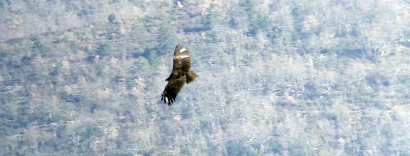 Captura de pantalla del vídeo del buitre negro "Bernabé" sobrevolando la Sierra de la Demanda.