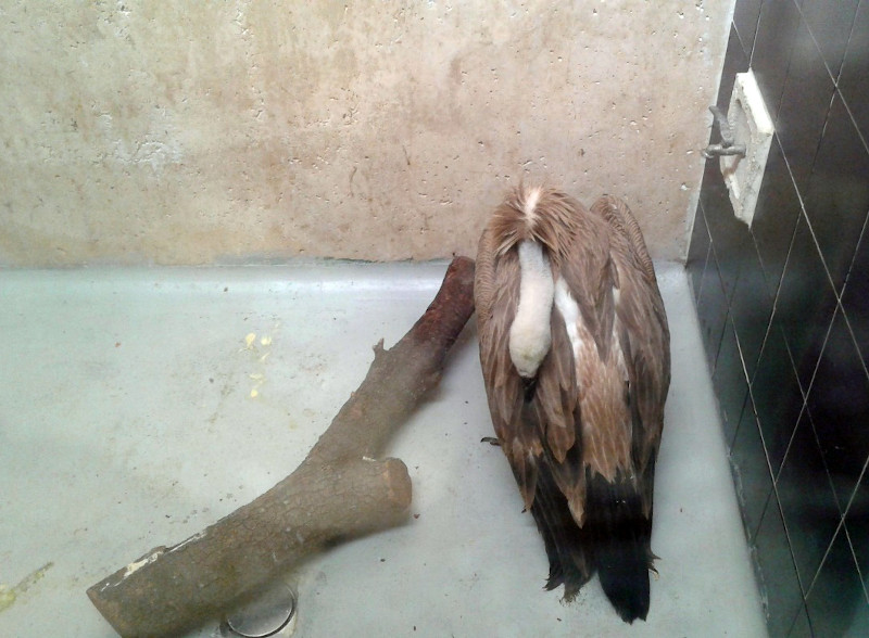 Griffon vulture admitted to GREFA, with a flabby head and neck, a proper symptom of lead poisoning.